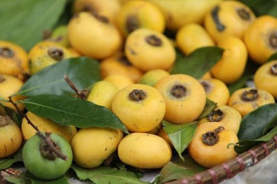 Cây dược liệu cây Thị, Thị rừng, Thị mười nhị - Diospyros decandra Lour