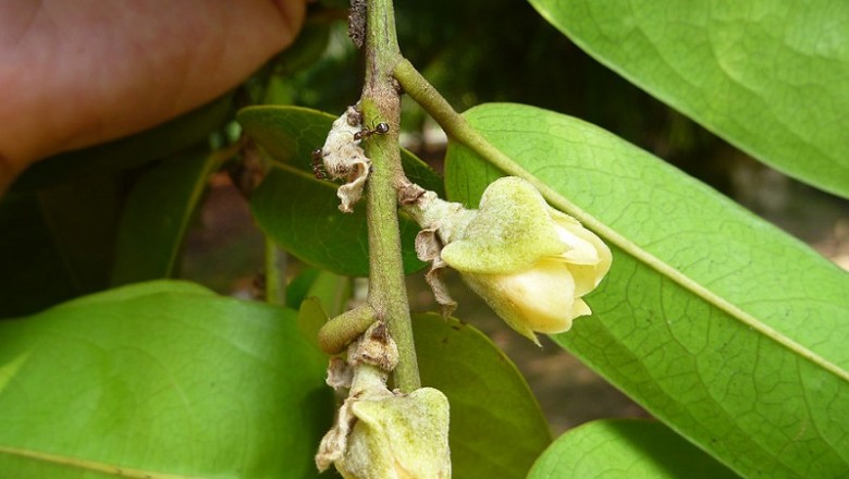 Cây dược liệu cây Thị đài nhăn - Diospyros pilosanthera Blanco var. helferi (C. B. Clarke) Bakh. (D. helferi C. B Clarke)