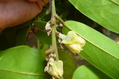 Cây dược liệu cây Thị đài nhăn - Diospyros pilosanthera Blanco var. helferi (C. B. Clarke) Bakh. (D. helferi C. B Clarke)