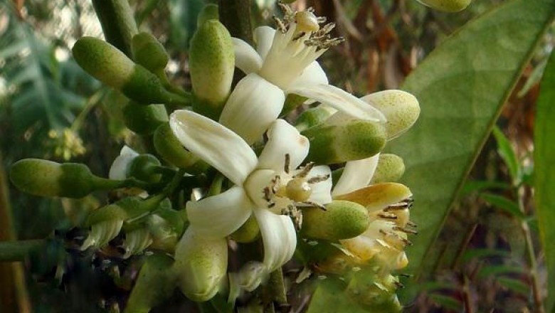 Cây dược liệu cây Thần xạ hương, Dây chanh rừng, Cam rừng - Luvunga scandens (Roxb.) Buch. - Ham