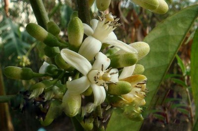 Cây dược liệu cây Thần xạ hương, Dây chanh rừng, Cam rừng - Luvunga scandens (Roxb.) Buch. - Ham