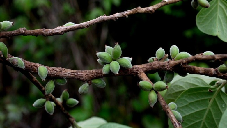 Cây dược liệu cây Thầu táu lông, Tai nghé lông - Aporusa villosa (Lindl.) H. Baill (Scepa villosa Lindl.)