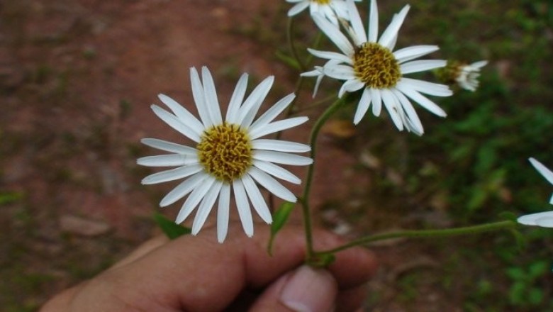 Cây dược liệu cây Thảo uy linh, Uy linh tiên, Inu gân - Inula nervosa Wall. ex DC