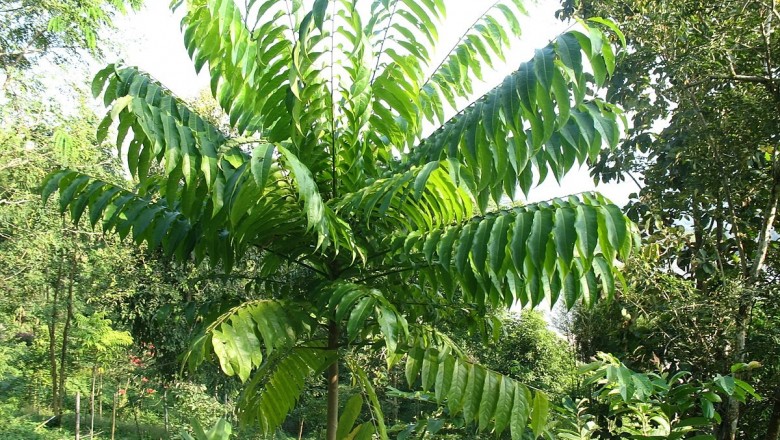 Cây dược liệu cây Sấu xoài, Long cóc xoài - Dracontomelon dao (Blanco) Merr. (Paliurus dao Blanco, D. mangiferum Blume)