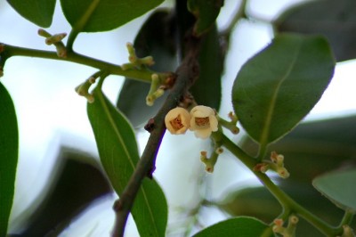 Cây dược liệu cây Thị đầu heo, Cườm thị - Diospyros malabarica (Desr.) Kostel. (D. embryopteris Pers., D. peregrina Gurcke)