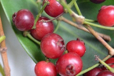 Cây dược liệu cây Sắn thuyền - Syzygium polyanthum (Wight) Walp. (Eugenia polyantha Witht. E. resinosa Gagnep.)