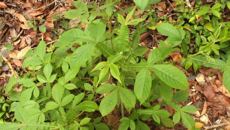 Cây dược liệu cây San trắng, Cây chân vịt - Vitex peduncularis Wall. ex Schauer