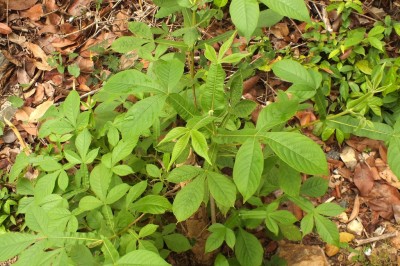 Cây dược liệu cây San trắng, Cây chân vịt - Vitex peduncularis Wall. ex Schauer