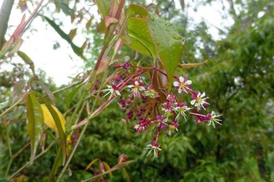 Cây dược liệu cây Thích cánh hồng, La phù thích, Tích thụ nghệ - Acer fabri Hance