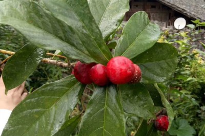 Cây dược liệu cây Sung lá đàn, Sung tỳ bà - Ficus pandurata Hance