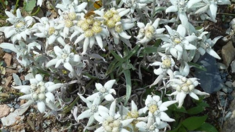 Cây dược liệu cây Sư cước, Toàn diệp hoá nhung thảo, Khổ ngải - Leontopodium subulatum (Franch.) Beauv