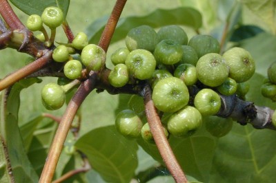 Cây dược liệu cây Sung bộng, Sung rừng - Ficus fistulosa Reinw. ex Blume (F. harlandii Benth.)