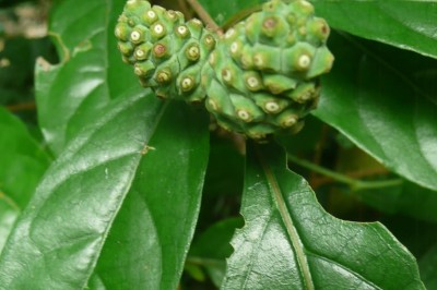 Cây dược liệu cây Sứa, Sứa cá, Nhàu rừng - Hypobathrum racemosum (Roxb.) Kurz (Petunga roxburghii DC.)