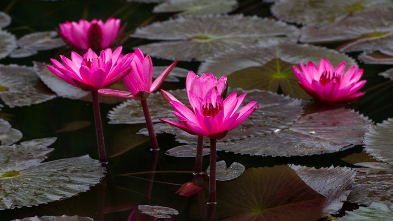 Cây dược liệu cây Súng đỏ, Súng cơm - Nymphaea rubra Roxb. ex Salisb