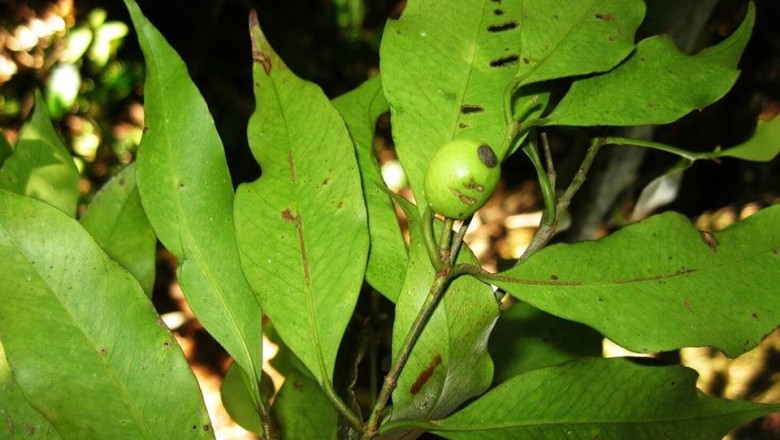 Cây dược liệu cây Sơn vé - Garcinia merguensis Wight