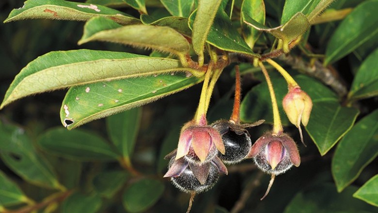 Cây dược liệu cây Sum nguyên vẹn, Sum lông, Ngầu nều xà - Adinandra integerrima T. Anders. ex Dyer