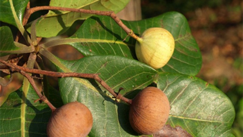 Cây dược liệu cây Sơn huyết, Sơn tiên - Melanorrhoea laccifera Pierre