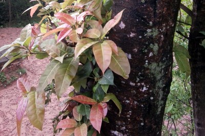 Cây dược liệu cây Sung dị, Sung rừng quả nhỏ - Ficus lacor Buch.-Ham