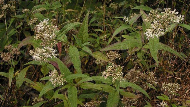 Cây dược liệu cây Sơn lan, Trạch lan, Yên bạch Nhật - Eupatorium japonicum Thunb
