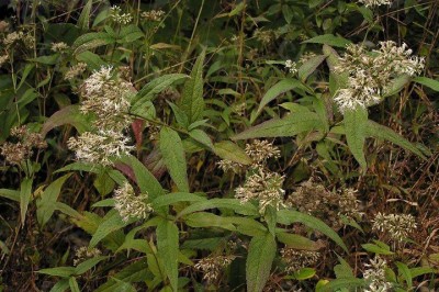 Cây dược liệu cây Sơn lan, Trạch lan, Yên bạch Nhật - Eupatorium japonicum Thunb
