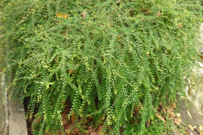 Cây dược liệu cây Sơn liễu, Diệp hạ châu chụm - Phyllanthus welwitschianus Muell.-Arg. (P. cochinchinensis Spreng.)