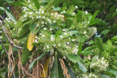 Cây dược liệu cây Sứa lá to, Mớp lá to - Alstonia macrophylla Wall. ex G. Don