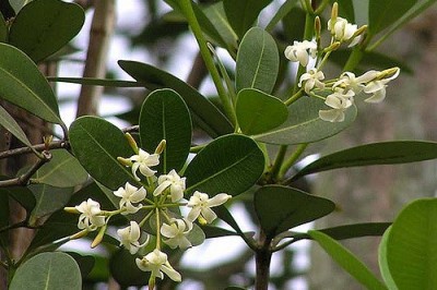 Cây dược liệu cây Sữa lá bàng, Mớp, Mò cua nước - Alstonia spathulata Blume