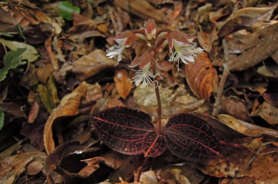 Cây dược liệu cây Sứa hồng, Giải thuỳ Roxburgh, Hoa diệp khai thần lan - Anoectochilus roxburghii (Wall.) Lindl