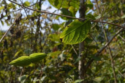 Cây dược liệu cây Sữa dây quả cánh, Sí quả đằng - Myriopteron extensum (Wight) K. Schum. (Streptocaulon extensum Wight)