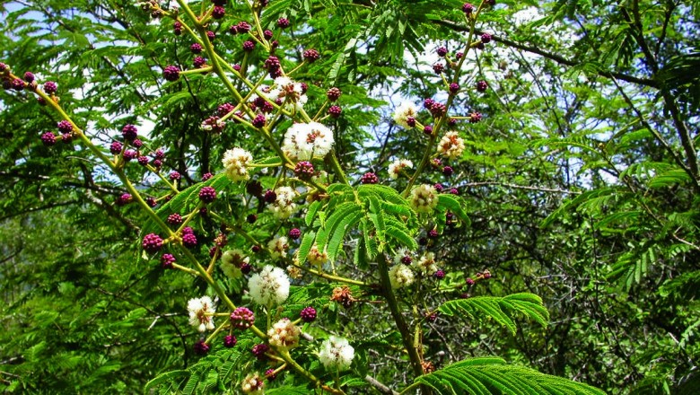 Cây dược liệu cây Sống rắn dây, Keo lông chim - Acacia pennata (L.) Willd