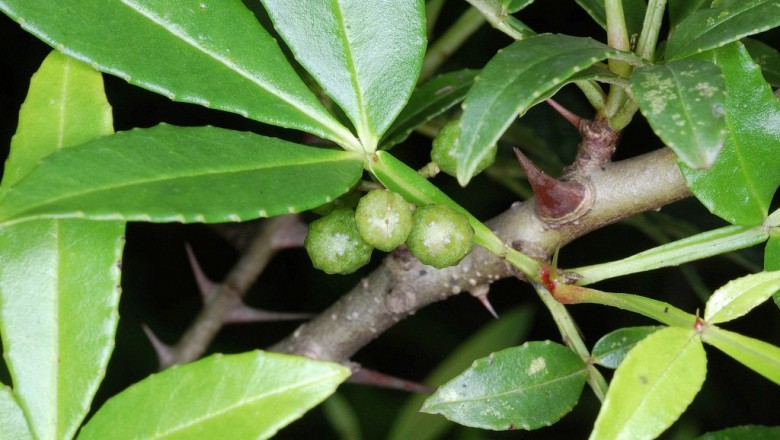 Cây dược liệu cây Sẻn gai - Zanthoxylum armatum DC., (Z. alatum Roxb.)