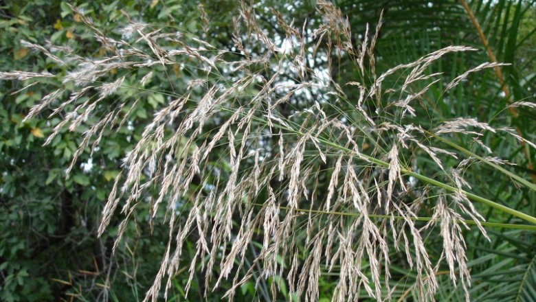 Cây dược liệu cây Sậy lớn - Phragmites karka (Retz.) Trin. ex Stend. (P. vallatoria (L.) Veldk., Arundo karka Retz.)