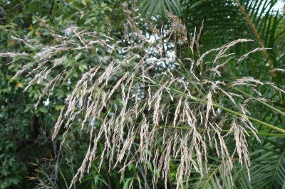 Cây dược liệu cây Sậy lớn - Phragmites karka (Retz.) Trin. ex Stend. (P. vallatoria (L.) Veldk., Arundo karka Retz.)