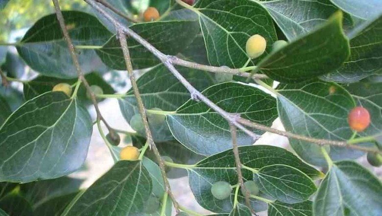 Cây dược liệu cây Sếu - Celtis sinensis Pers