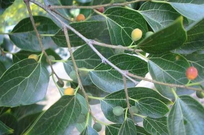 Cây dược liệu cây Sếu - Celtis sinensis Pers