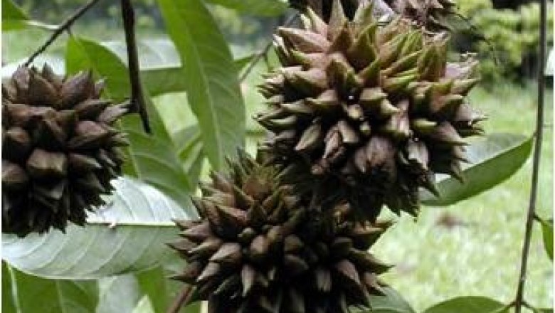 Cây dược liệu cây Song chôm Spire, Mạy lạn, Cây bịp bịp - Paranephelium spirei Lecomte