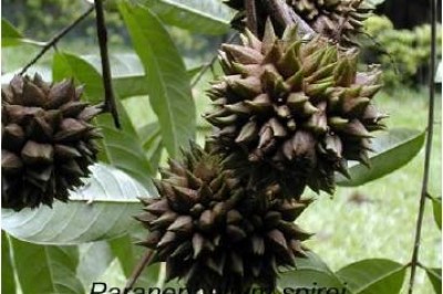 Cây dược liệu cây Song chôm Spire, Mạy lạn, Cây bịp bịp - Paranephelium spirei Lecomte