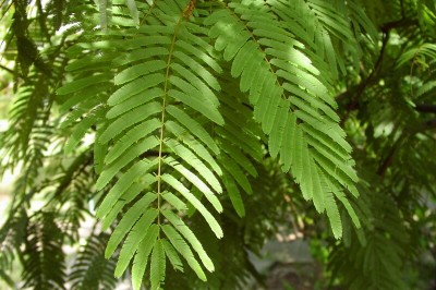 Cây dược liệu cây Sống rắn, Cam thảo cây - Albizia myriophylla Benth