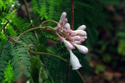 Cây dược liệu cây Sơn đôn, Mắc chim - Amalocalyx microlobus Pierre ex Spire