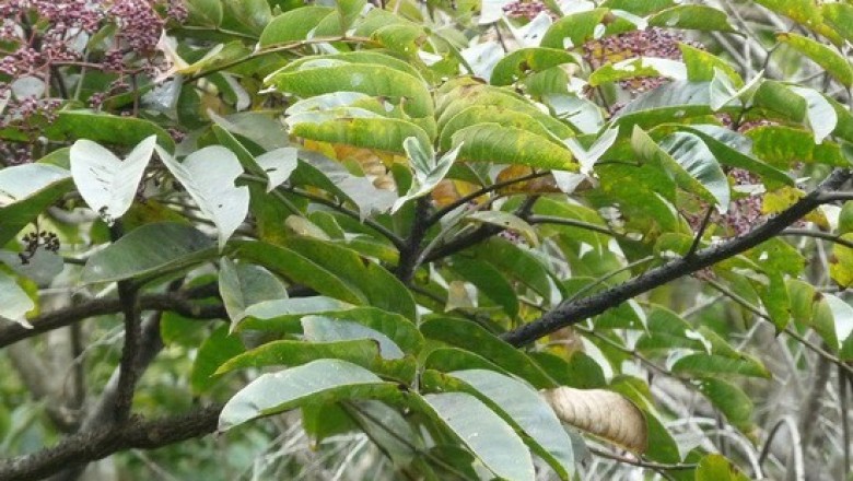 Cây dược liệu cây Sẻn lá to, Hoàng mộc nhiều gai - Zanthoxylum rhetsoides Drake (Z. myriacanthum Wall. ex Hook. f.)
