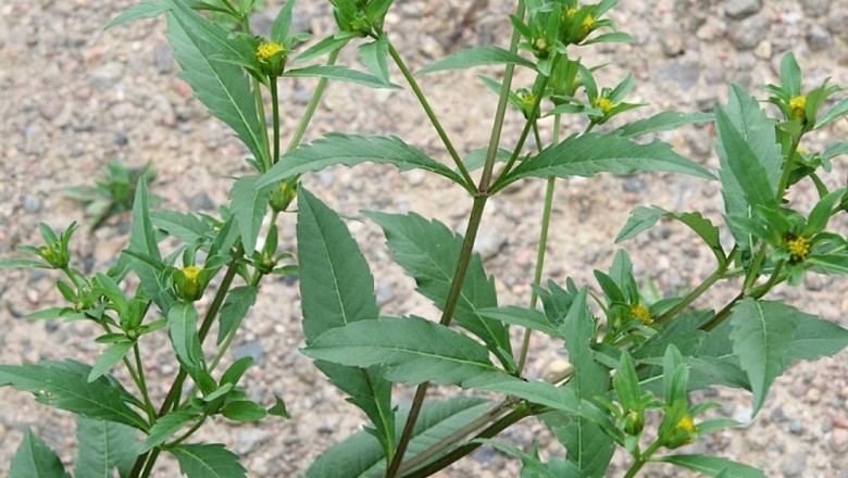 Cây dược liệu cây Song nha chẻ ba, Lang bà thảo - Bidens tripartita L
