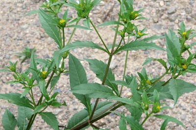 Cây dược liệu cây Song nha chẻ ba, Lang bà thảo - Bidens tripartita L
