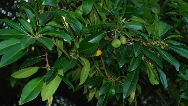 Cây dược liệu cây Sến mật, Sến dưa - Madhuca pasquieri (Dubard) H. J. Lam