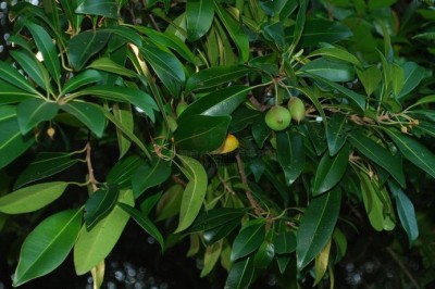 Cây dược liệu cây Sến mật, Sến dưa - Madhuca pasquieri (Dubard) H. J. Lam