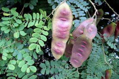 Cây dược liệu cây Sống rắn sừng nhỏ - Albizia corniculata (Lour.) Druce