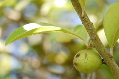 Cây dược liệu cây Sến găng - Xantolis cambodiana (Pierre ex Dub.) van Royen (Sideroxylon cambodianum Pierre)