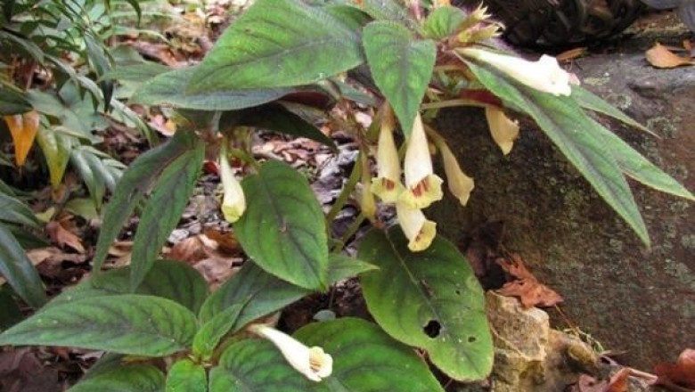 Cây dược liệu cây Sỉ sén - Didissandra petelotii Pellegr