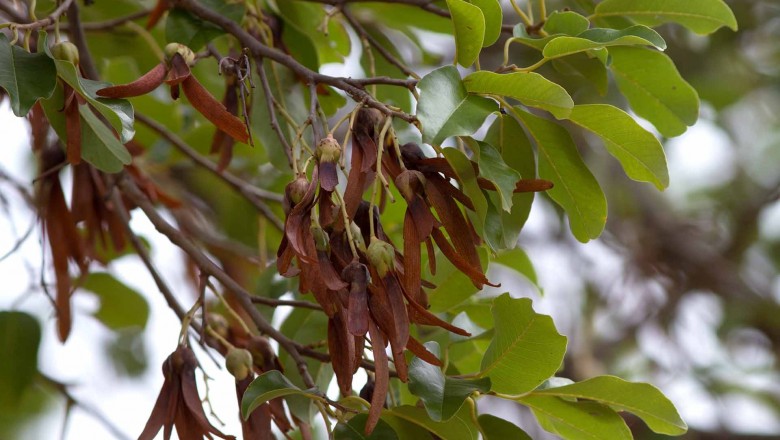 Cây dược liệu cây Sến đỏ, Sến mủ, Sến cát - Shorea roxburghii C. Don (S. harmandii Pierre, S. cochinchinensis Pierre)