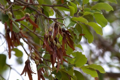 Cây dược liệu cây Sến đỏ, Sến mủ, Sến cát - Shorea roxburghii C. Don (S. harmandii Pierre, S. cochinchinensis Pierre)