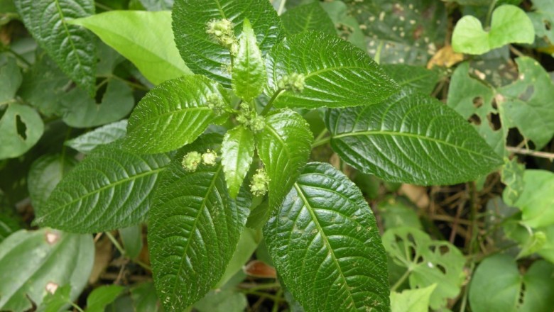 Cây dược liệu cây Sơn điện, Chàm núi, Lộc mại trái láng - Mercurialis leiocarpa Sieb. et Zuce